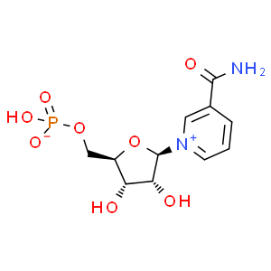 β-煙酰胺單核苷酸；NMN